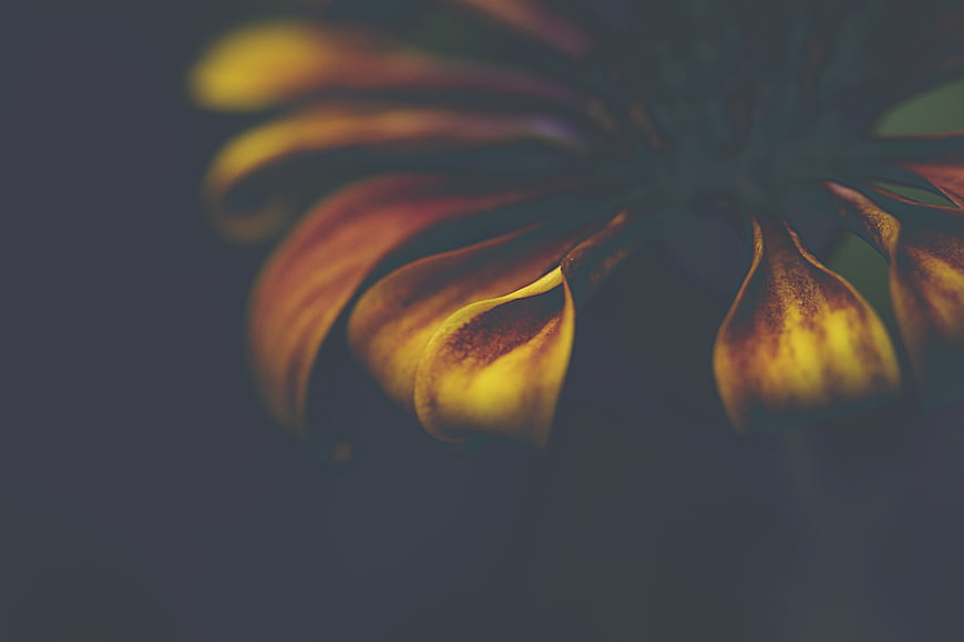 Close-up of Withered Yellow Flower Petals on Dark Background