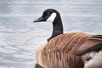 Close-up portrait of a Canada Goose on calm water