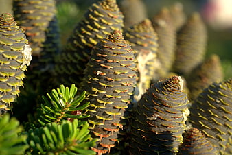 Close-up of green spruce cones and needles in natural sunlight