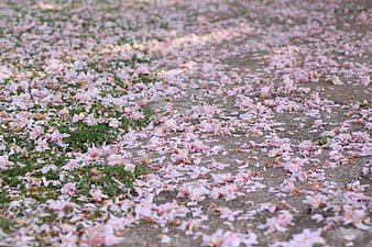 Pink flower petals scattered on a concrete path and grass