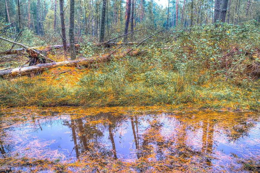 Autumn Forest Swamp With Vibrant Orange Moss Reflection