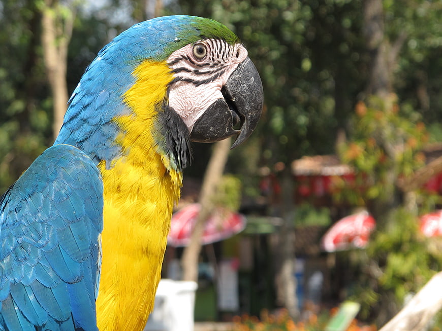 Close-up of Blue and Yellow Macaw Parrot Head