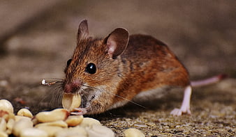 Close-up of a small brown mouse eating peanuts