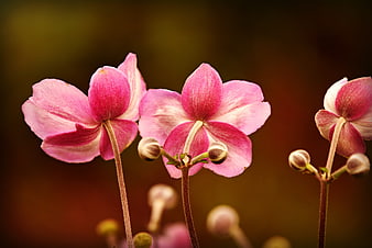 Pink Anemone Flowers With Soft Bokeh Background