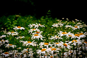 Field of White Daisies with Yellow Centers in Green Garden