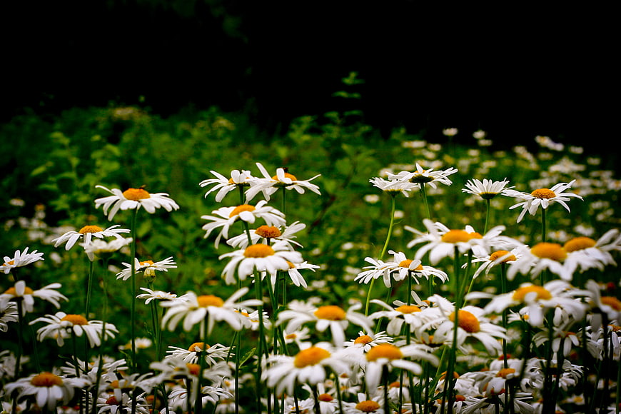 Field of White Daisies with Yellow Centers in Green Garden