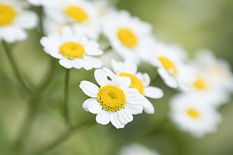 Close-up of white daisies with yellow centers in a meadow