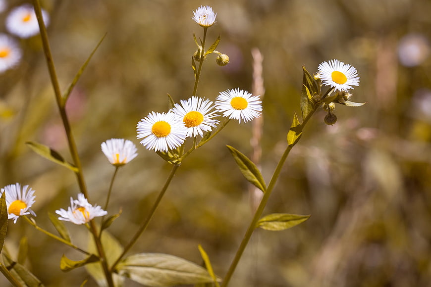 Close-up of white and yellow wildflowers in a sunny meadow