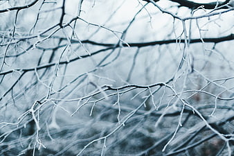 Frosty tree branches in a cold winter forest