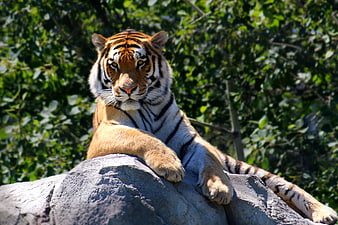 Majestic Tiger Resting on Rock in Sunlight