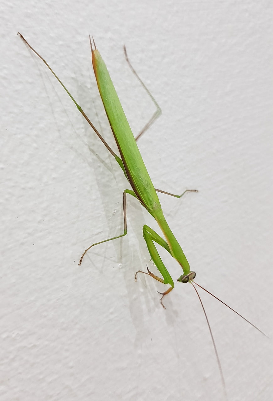 Green Mantis on White Wall
