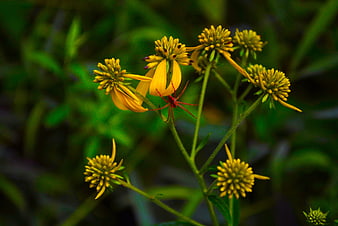 Red Spider on Yellow Goldenrod Flower in Nature