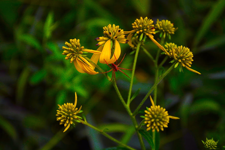 Red Spider on Yellow Goldenrod Flower in Nature