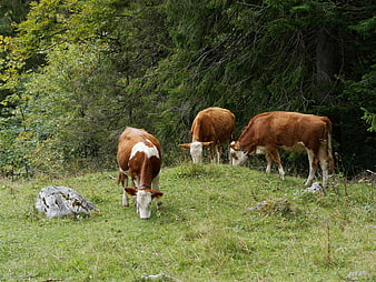 Brown and white cows grazing in a green alpine pasture