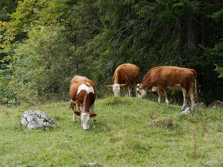 Brown and white cows grazing in a green alpine pasture