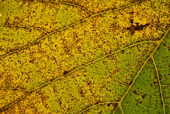 Macro Close-Up of Yellowing Autumn Leaf Texture