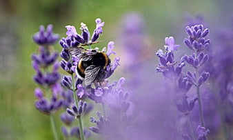 Bumblebee Pollinating Purple Lavender Flowers in Garden