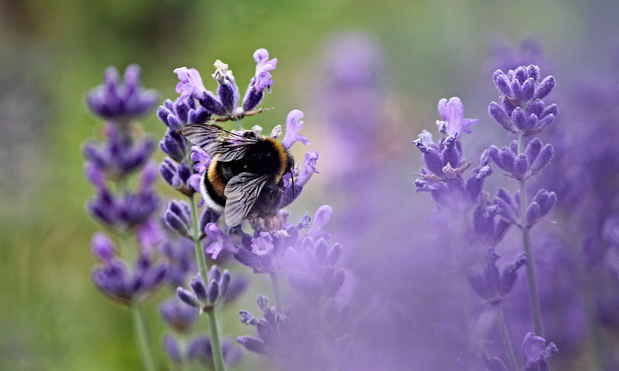 Bumblebee Pollinating Purple Lavender Flowers in Garden