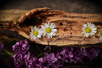White daisies and purple lilacs on weathered wood