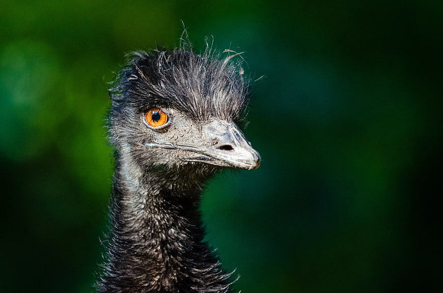 Close-up portrait of an emu head with orange eye