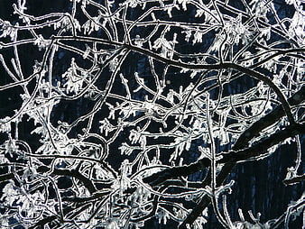 Frosty tree branches closeup against dark winter forest background