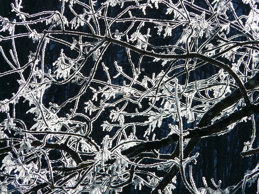 Frosty tree branches closeup against dark winter forest background