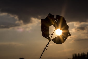 Sunlight shining through a heart-shaped hole in a leaf