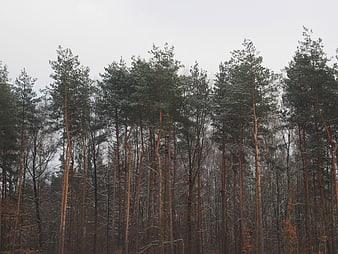 Tall Pine Trees in Winter Forest with Snow