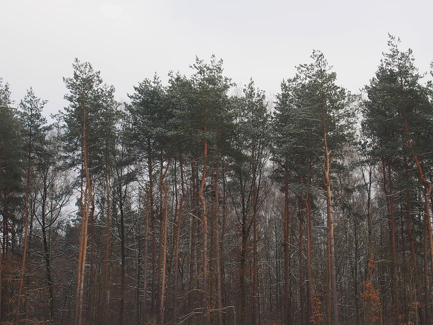 Tall Pine Trees in Winter Forest with Snow