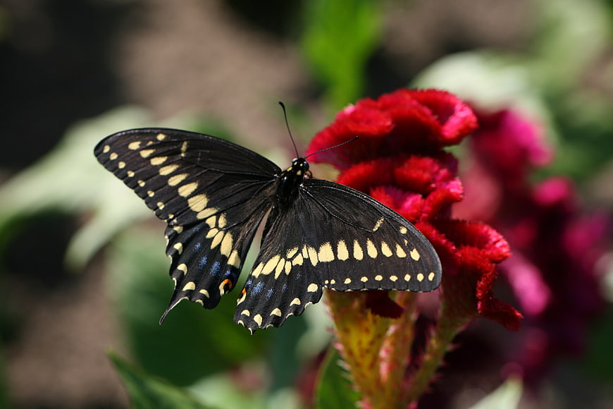 Black Swallowtail Butterfly on Red Cockscomb Flower