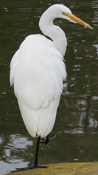 Great White Egret Standing in Water