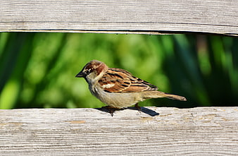 House Sparrow Perched On Weathered Wooden Fence