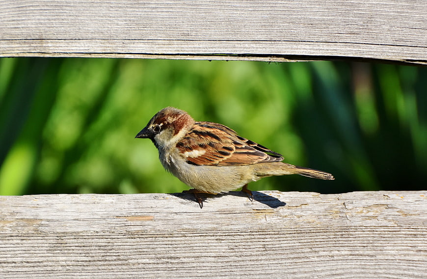 House Sparrow Perched On Weathered Wooden Fence