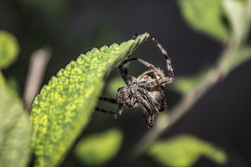 Close-up of a spider hanging upside down on a green leaf