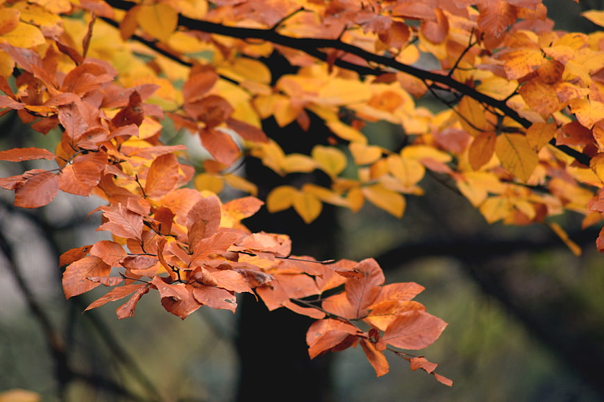 Close-up of vibrant orange and yellow autumn leaves on a branch