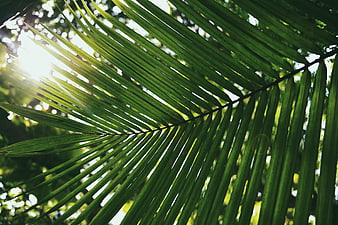 Sunlit Palm Frond Backlit by Bright Sunlight