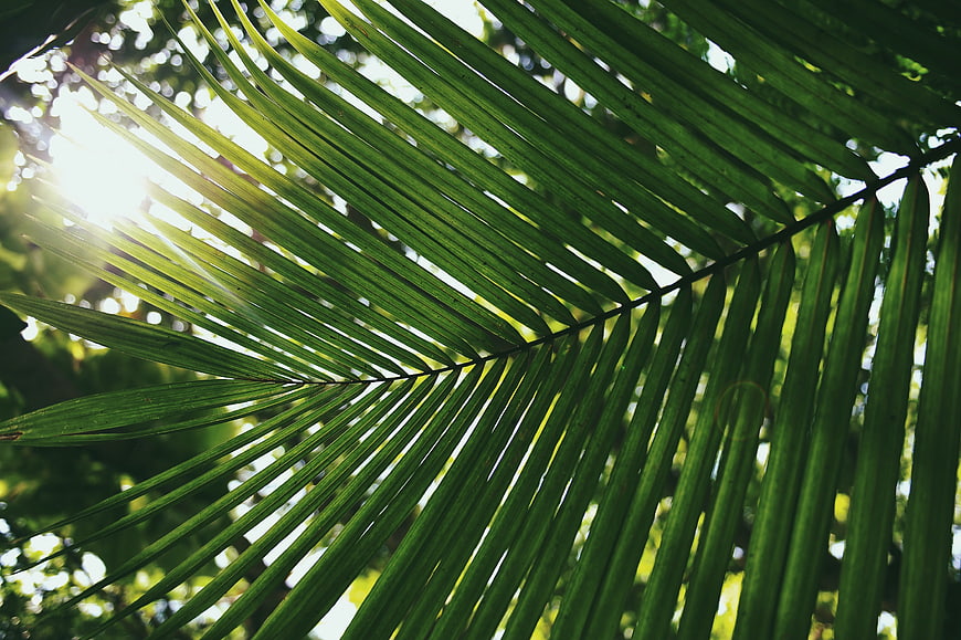 Sunlit Palm Frond Backlit by Bright Sunlight