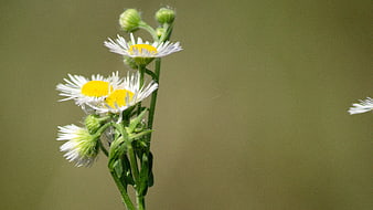 Close-up of white and yellow fleabane flowers on green stem