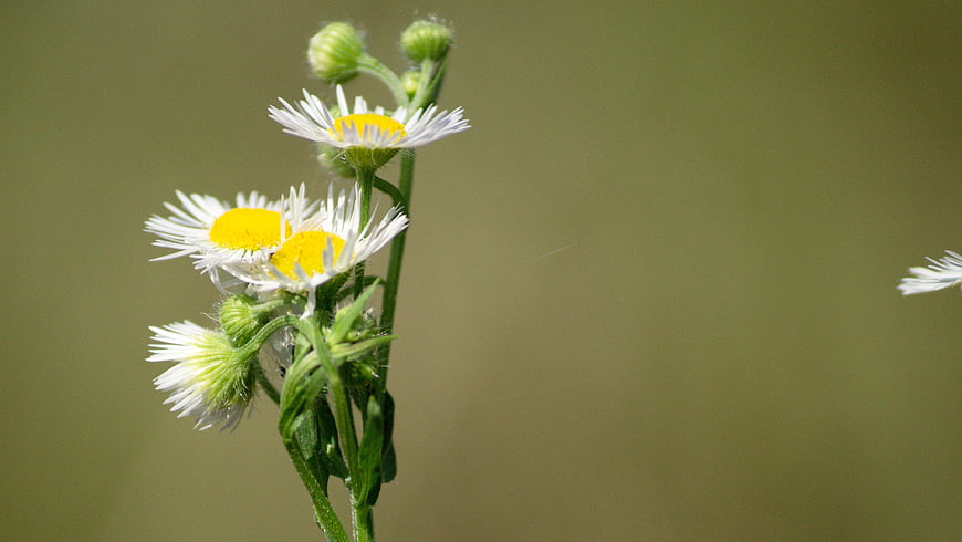 Close-up of white and yellow fleabane flowers on green stem