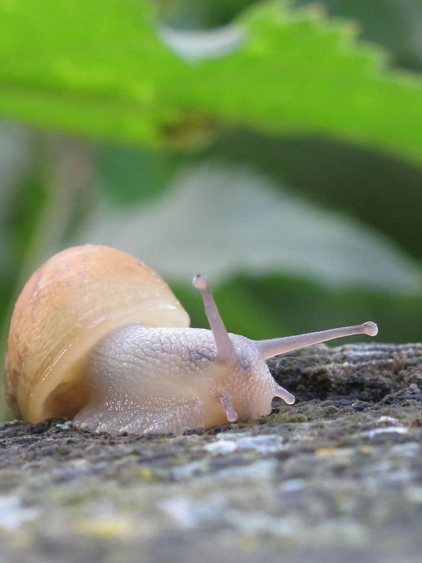 Close-up of a small snail on tree bark with green leaves