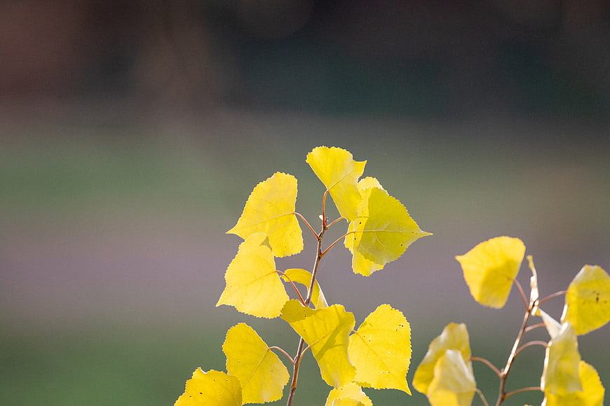 Yellow Aspen Leaves Against Soft Bokeh Background