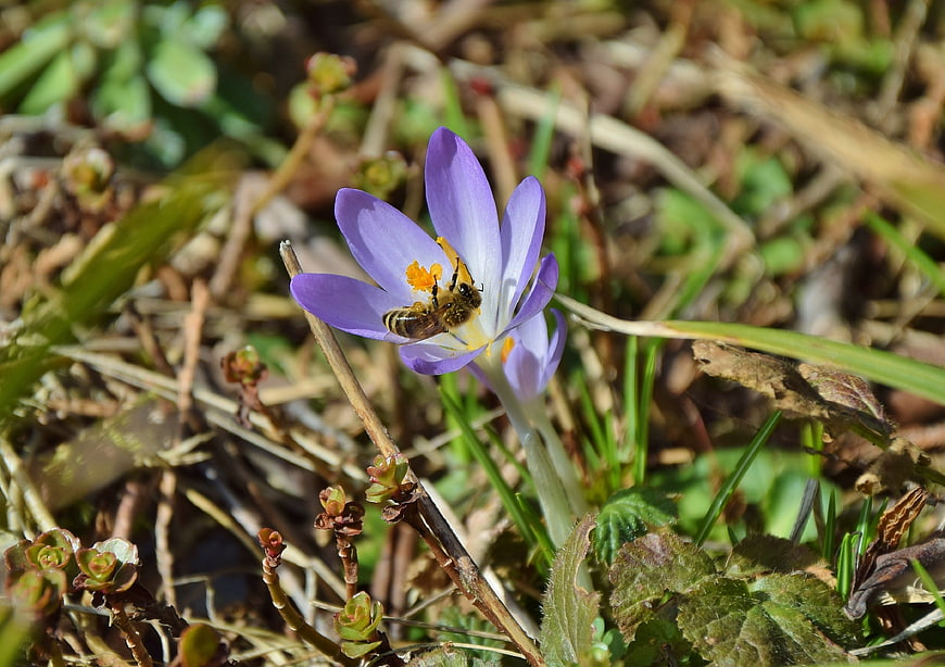 Honey Bee Pollinating Purple Crocus Flower in Spring