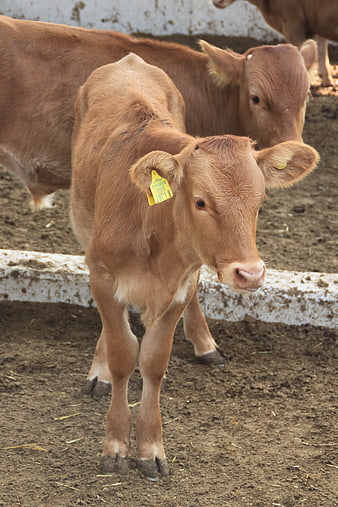 Young Brown Calf with Yellow Ear Tag on Farm