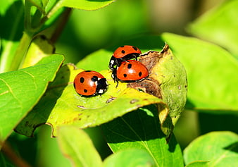 Close-up of three ladybugs on a green leaf