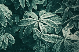 Frost-covered green leaves in a winter garden close-up