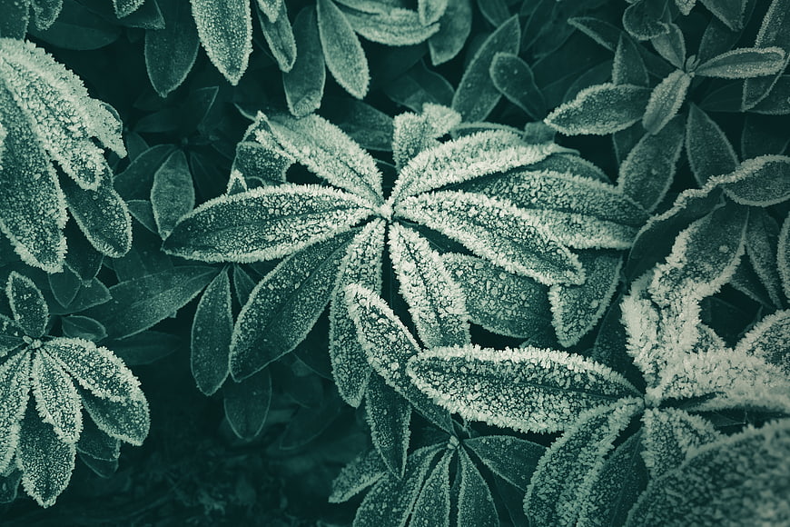 Frost-covered green leaves in a winter garden close-up