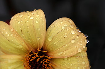 Close-up of yellow flower petals with rain droplets