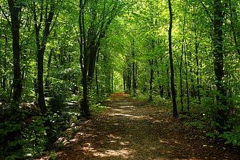 Sunlit Forest Path in Lush Green Woods