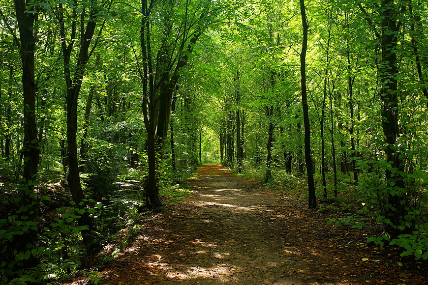 Sunlit Forest Path in Lush Green Woods
