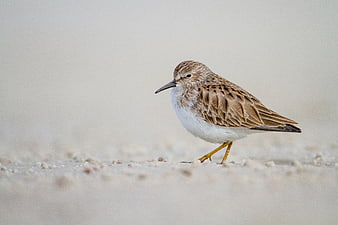 Small Sandpiper Bird Standing on Sandy Beach